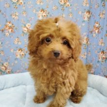 元気いっぱい♪トイプードル！