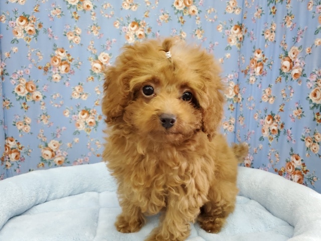 元気いっぱい♪トイプードル！