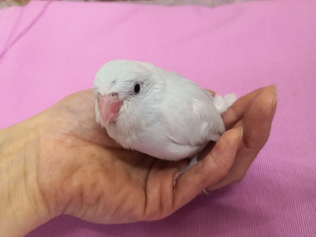 べたなれ！！マメルリハちゃん♪