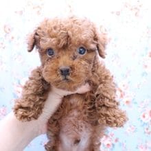 元気の塊！トイプードルの男のコ 2020.5/17撮影