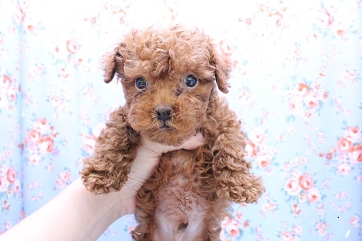 元気の塊！トイプードルの男のコ 2020.5/17撮影