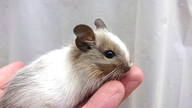 おっとり屋さんの　デグー「パイド」です！～