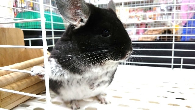 ツヤツヤのブラック！チンチラ（ブラックパール）～