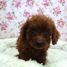 元気いっぱい！トイ・プードル（レッド）来ましたよ！