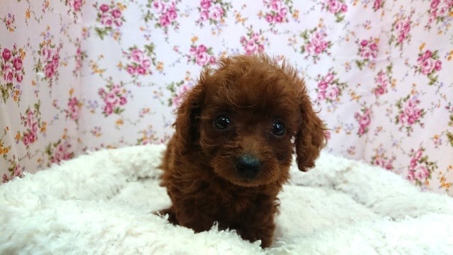 元気いっぱい！トイ・プードル（レッド）来ましたよ！