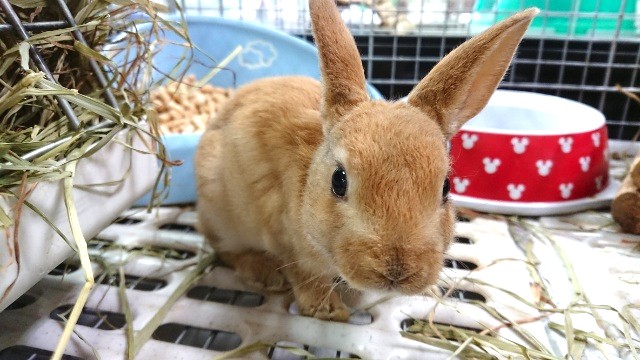性格穏やか～手触り最高っ！　ミニレッキス（ラビット）やってきました♪