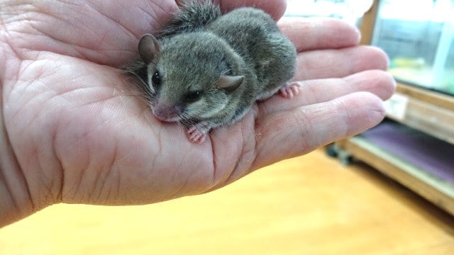 待望の（個人的に）「アフリカヤマネ」来ました♪♪