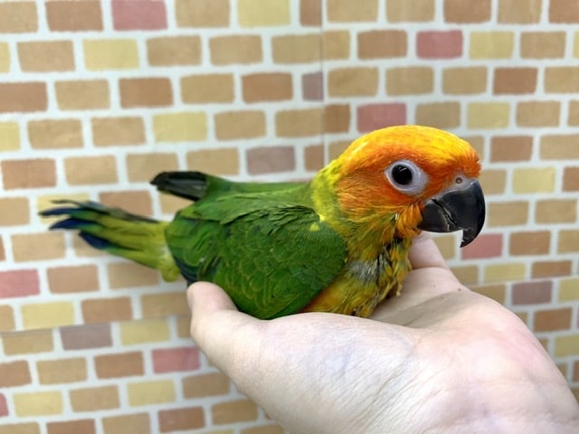 手乗りコガネメキシコインコ 5月24日