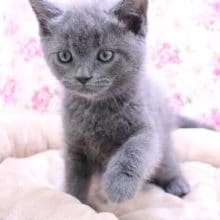 破天荒！ブリティッシュショートヘアの女のコ 2020.5/19撮影