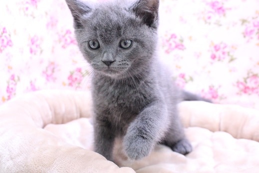 破天荒！ブリティッシュショートヘアの女のコ 2020.5/19撮影