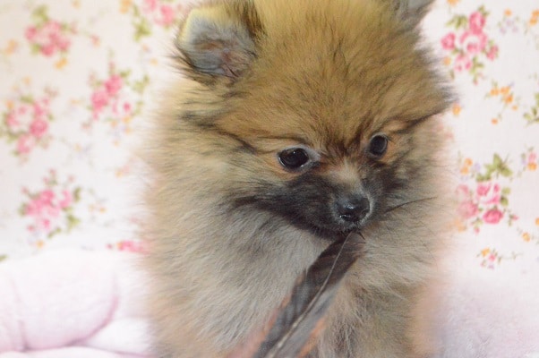 ちょっぴりビビリ⁉ポメラニアンちゃん♪