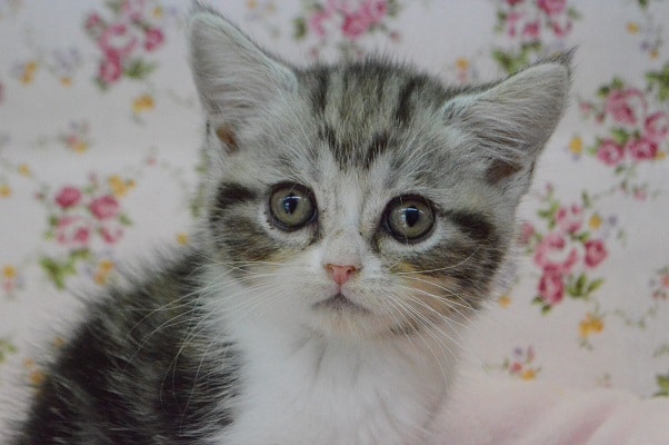 おっとりマイペース♪アメショちゃん💛