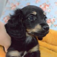 構いたくなっちゃう💛ダックスくん💛