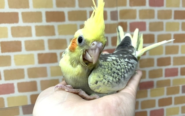 手乗りオカメインコ パール 5月20日