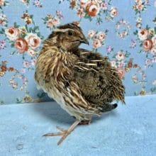 並ウズラ  男の子！  6月16日