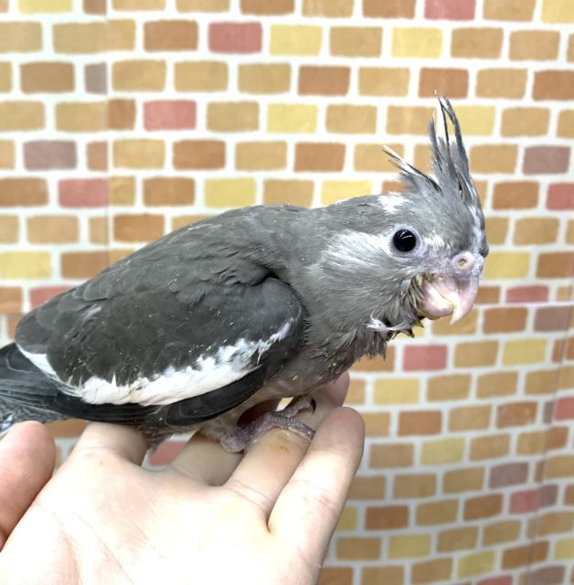 手乗りオカメインコ ホワイトフェイス 5月10日