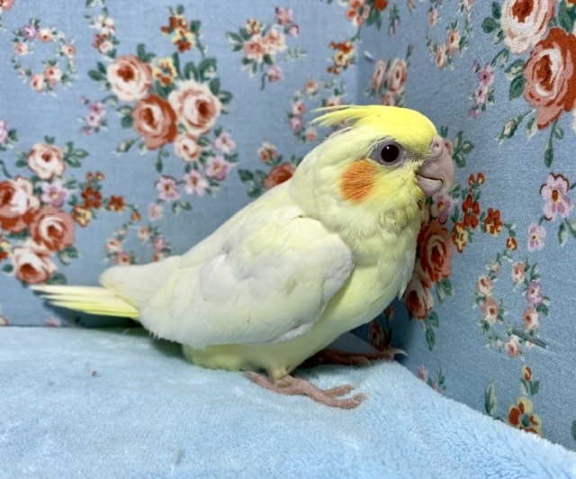 手乗りオカメインコ ルチノー 5月16日