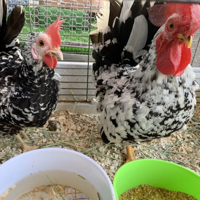 ゴイシチャボ  ペア  5月14日