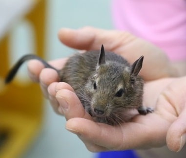 デグー（ノーマル）来たー！！！ 2020年05月13日 撮影　その1