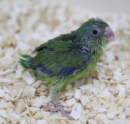 最小インコ　マメルリハ♂　2020年05月20日撮影