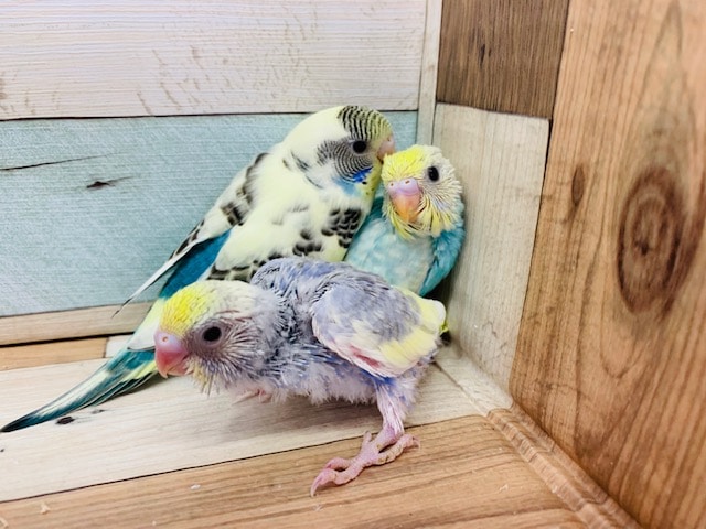 レアカラーのセキセイインコたちいます！！