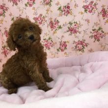 トイプードル（レッド）女の子　入舎！！