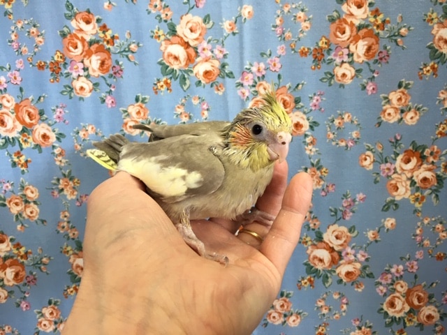 オカメインコ（シナモン）２０２０年４月生まれ
