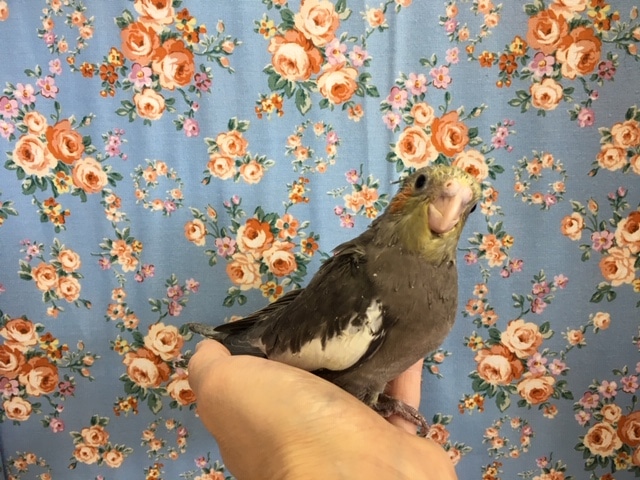 オカメインコ（ノーマル）２０２０年４月生まれ