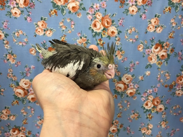 オカメインコ（ノーマル）２０２０年４月生まれ