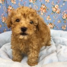 トイプードル（レッド）男の子　入舎！！