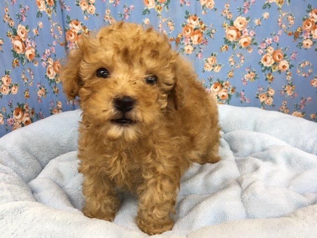 トイプードル（レッド）男の子　入舎！！