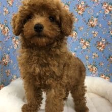 トイプードル（レッド）男の子　入舎！！