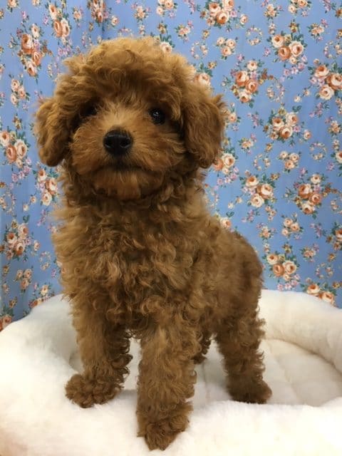 トイプードル（レッド）男の子　入舎！！