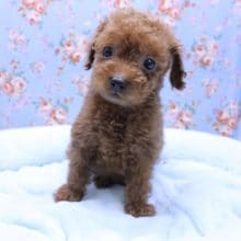 垂れ目ちゃん♪トイプードルの男のコ 2020.5/6撮影