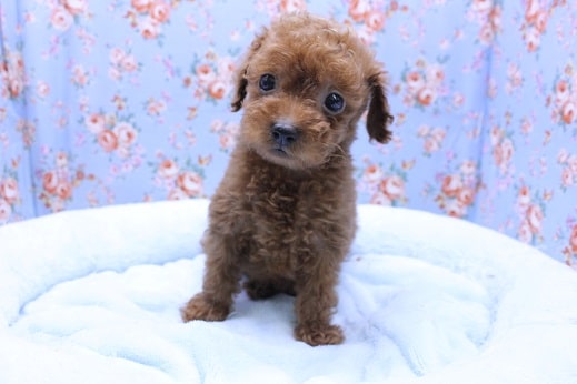 垂れ目ちゃん♪トイプードルの男のコ 2020.5/6撮影