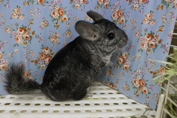 人気のチンチラ！定番カラーのノーマルグレー・男の子！