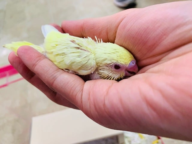 やはりお家決まるのが早い！レアカラーセキセイ！