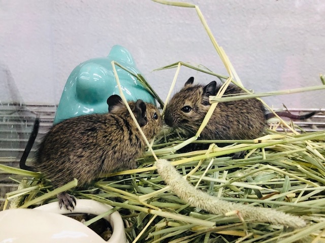 ノーマルの兄弟　デグーノーマル　入舎！！