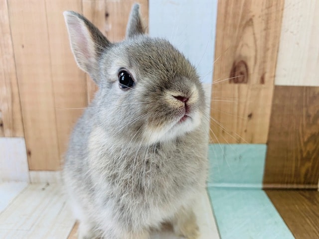 小さいうさぎさん、ドワーフラビット入舎！