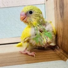 レアカラーセキセイまた入舎です♪