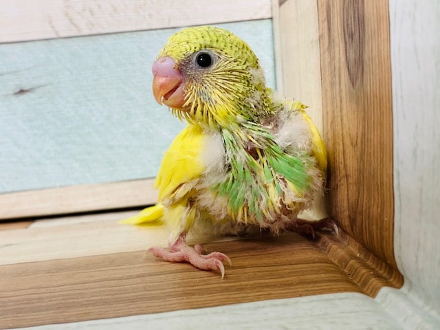 レアカラーセキセイまた入舎です♪