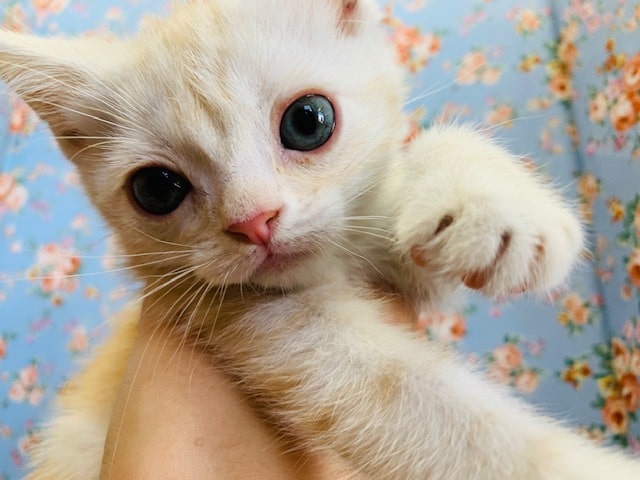 ①兄弟猫のアメリカンショートヘア♪