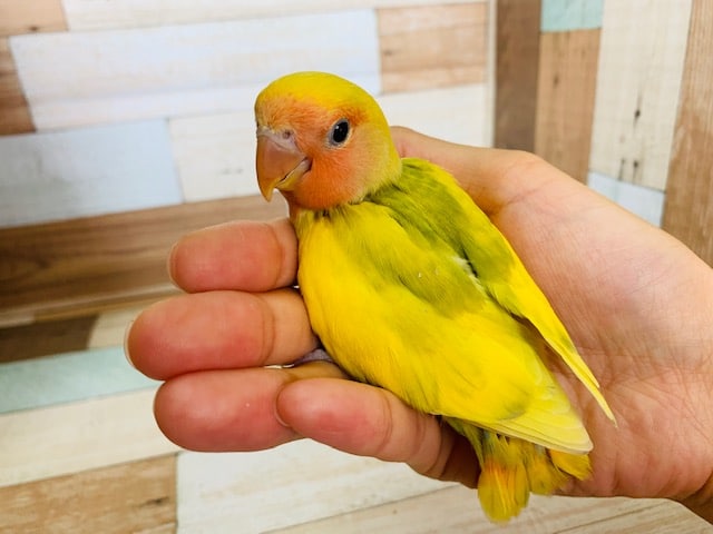 食欲旺盛なコザクラインコさん！！