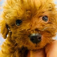 食欲旺盛なトイプーちゃん入舎！！