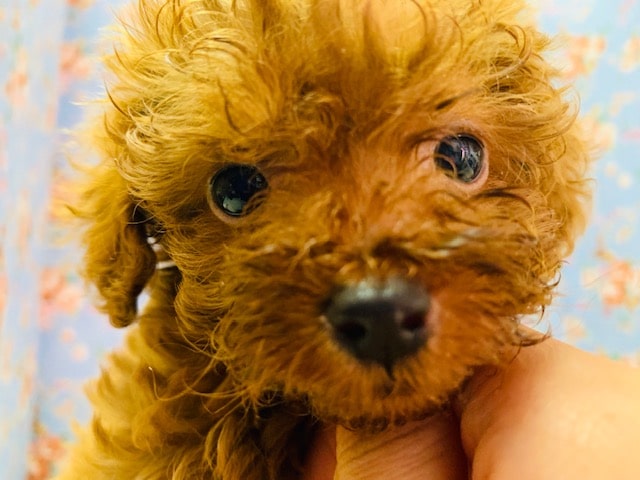 食欲旺盛なトイプーちゃん入舎！！