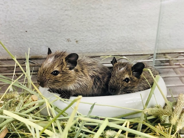 ノーマルに続きパイドの兄弟！　デグーパイド　入舎！！