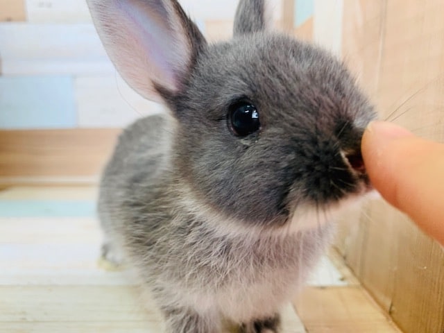 まったりなドワーフラビットさん！