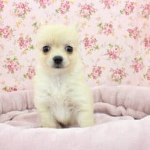 困り顔がたまらない？！ＭＩＸ（ポメ×チワワ）・女の子！