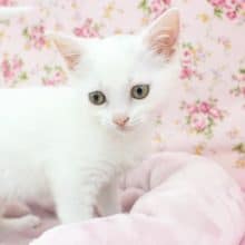 真っ白？！とってもかわいいスコティッシュフォールド・女の子！