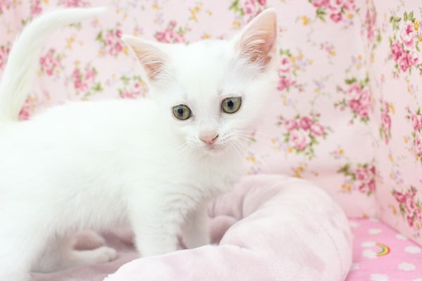 真っ白？！とってもかわいいスコティッシュフォールド・女の子！